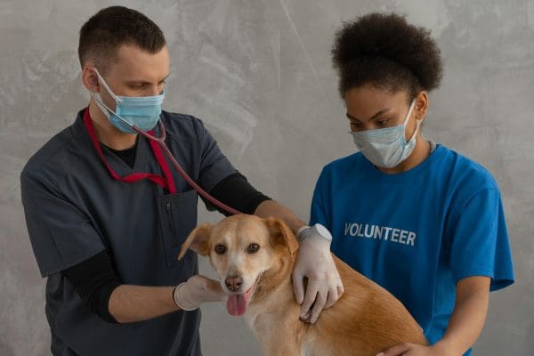 Pet Medical Care