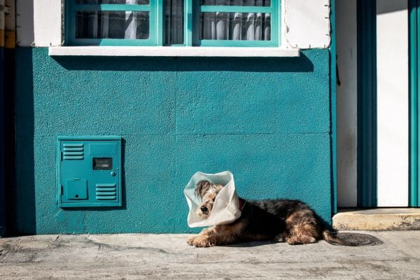 Veterinary Services