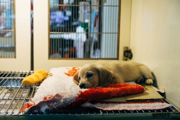 Animal Rescue Mission
