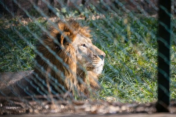 Wildlife Rehabilitation