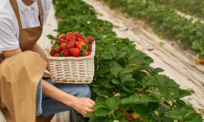 Organic Fresh Fruits